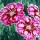 Dianthus 'Supernova' (07/06/2015)  added by Shoot)