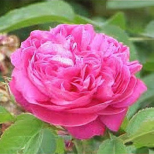 Rosa x damascena