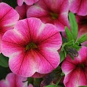 Calibrachoa 'Can-can Rose Star' (Can-can Series)