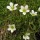 Saxifraga hypnoides (07/06/2015)  added by Shoot)