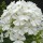 Phlox paniculata 'White Sparr' (07/06/2015)  added by Shoot)