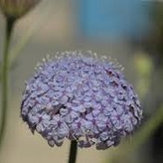 Trachymene coerulea Lace Flower Mix