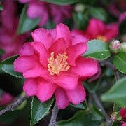Camellia sasanqua 'Tanya' (08/06/2015)  added by Shoot)