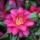 Camellia sasanqua 'Tanya' (08/06/2015)  added by Shoot)