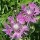 Centaurea montana 'Carnea' (08/06/2015)  added by Shoot)