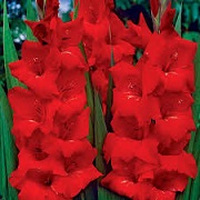 Gladiolus 'Victor Borge'