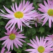 Aster amellus 'Sonia' (08/06/2015)  added by Shoot)
