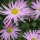 Aster amellus 'Sonia' (08/06/2015)  added by Shoot)