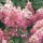  (17/08/2016) Hydrangea paniculata 'Pink Diamond' added by Shoot)