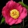 Camellia japonica 'Kumagai' (06/01/2016)  added by Shoot)