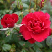 Rosa 'Ruby Slippers'