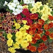 Mimulus Maximus Mix (10/03/2016)  added by Shoot)