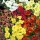 Mimulus Maximus Mix (10/03/2016)  added by Shoot)
