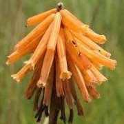 Kniphofia laxiflora (10/03/2016)  added by Shoot)
