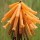 Kniphofia laxiflora (10/03/2016)  added by Shoot)