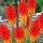 Kniphofia 'Papaya Popsicle' (Popsicle Series) (10/03/2016)  added by Shoot)
