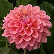 Dahlia 'Castle Drive' (10/03/2016)  added by Shoot)