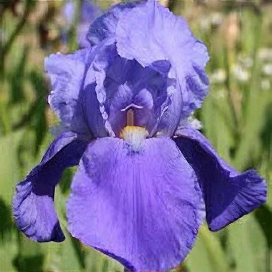 Iris 'Blue Rhythm'