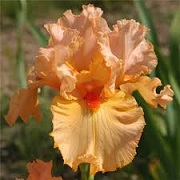 Iris 'Rose de la Vallee'
