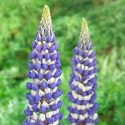 Lupinus 'King Canute' (10/03/2016)  added by Shoot)
