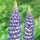 Lupinus 'King Canute' (10/03/2016)  added by Shoot)