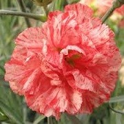 Dianthus 'Haytor Rock' (10/03/2016)  added by Shoot)
