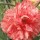 Dianthus 'Haytor Rock' (10/03/2016)  added by Shoot)