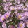 Aster ericoides 'Pink Cloud' (10/03/2016)  added by Shoot)