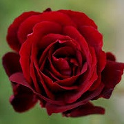 Rosa 'Le Rouge et le Noir'