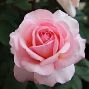 Rosa 'Belle du Seigneur'