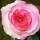 Rosa 'Dolce Vita' (11/03/2016)  added by Shoot)