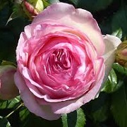 Rosa 'Eden Rose'