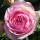 Rosa 'Eden Rose' (15/03/2016)  added by Shoot)