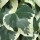  (11/01/2021) Hedera colchica 'Dentata Variegata' added by Shoot)