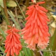 Kniphofia 'Strawberries and Cream' (15/03/2016)  added by Shoot)