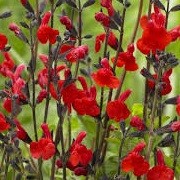 Salvia 'Red Swing' (16/03/2016)  added by Shoot)