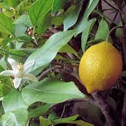 Citrus x limon