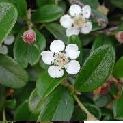 Cotoneaster dammeri 'Mooncreeper' (16/03/2016)  added by Shoot)