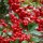 Pyracantha (any variety) (16/03/2016)  added by Shoot)