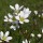 Saxifraga granulata (16/03/2016)  added by Shoot)