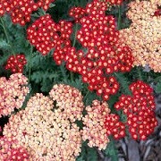 Achillea (Summer Pastels Group) 'Peachy Seduction' (Seduction Series) (16/03/2016)  added by Shoot)