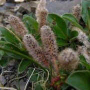 Salix arctica (16/03/2016)  added by Shoot)