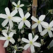 Clematis 'Pamela' (16/03/2016)  added by Shoot)