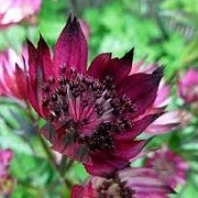Astrantia 'Hadspen Blood' (16/03/2016)  added by Shoot)
