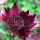Astrantia 'Hadspen Blood' (16/03/2016)  added by Shoot)