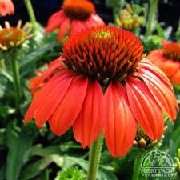 Echinacea 'Sombrero Hot Coral' (Sombrero Series) (16/03/2016)  added by Shoot)