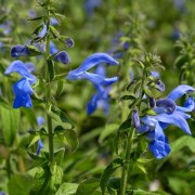  (06/09/2019) Salvia patens added by Shoot)