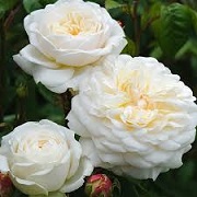 Rosa 'Tranquility'