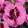 Dianthus Everlast Series (22/03/2016)  added by Shoot)