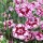 Dianthus 'Sunflor Charmy' (Sunflor Series) (22/03/2016)  added by Shoot)